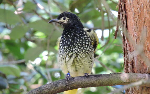 Image of Regent Honeyeater