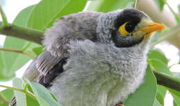 Image of Noisy Miner