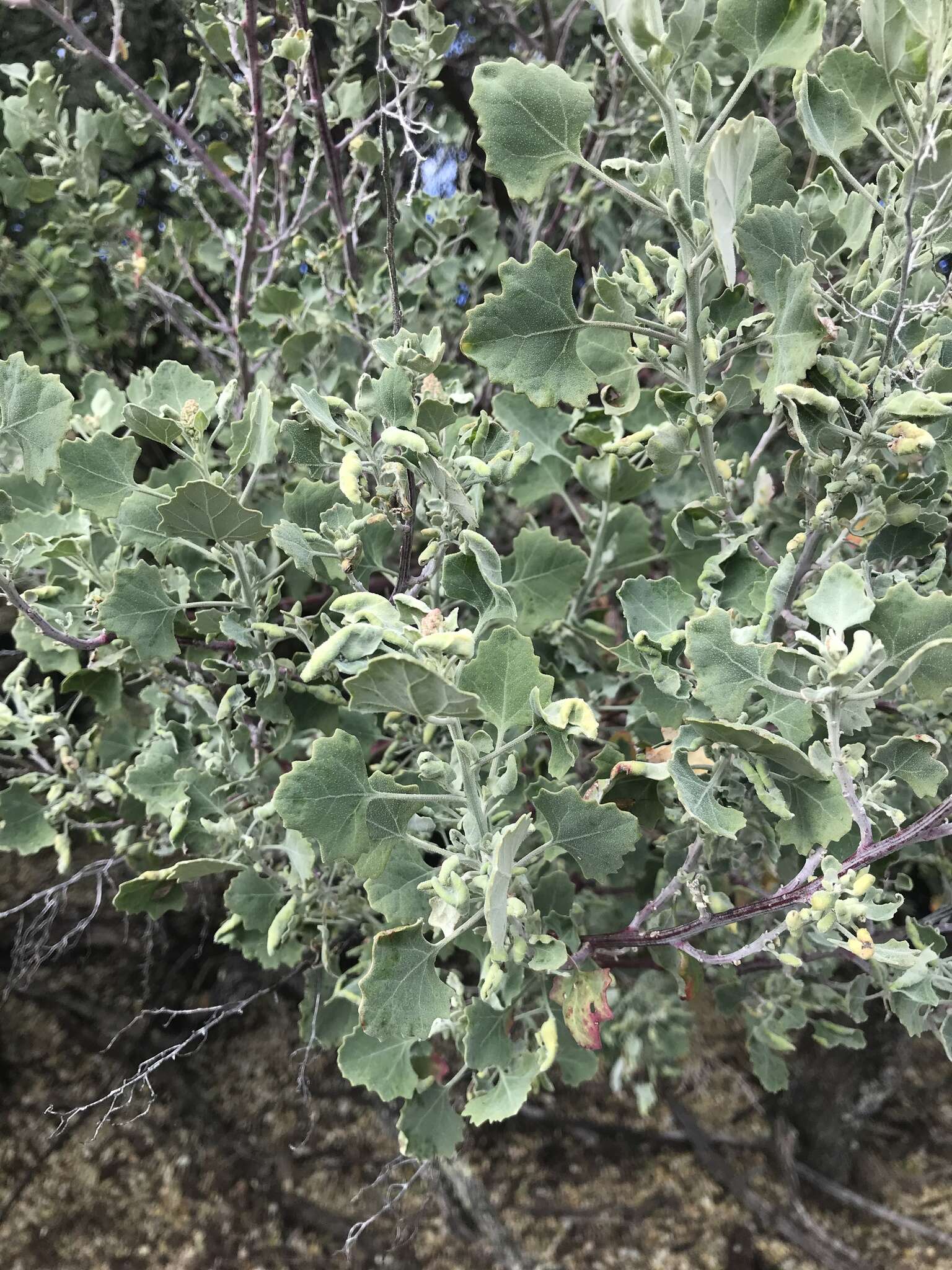 Chenopodium oahuense (Meyen) Aellen的图像