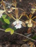 Image of Encyclia alata subsp. virella Dressler & G. E. Pollard