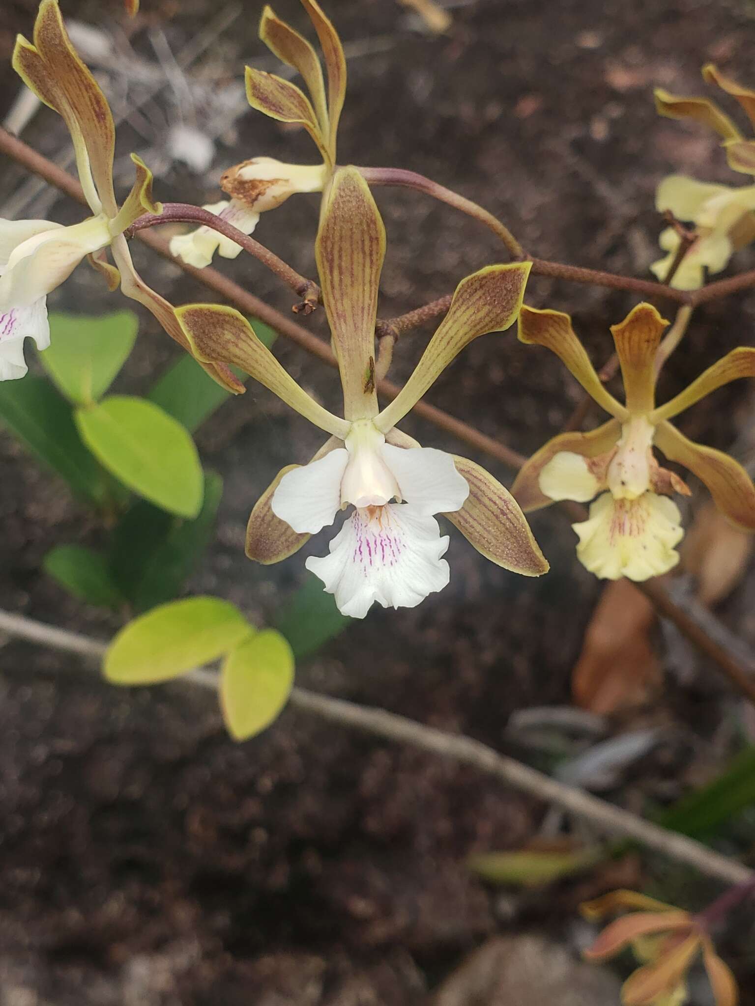 Image of Encyclia alata subsp. virella Dressler & G. E. Pollard