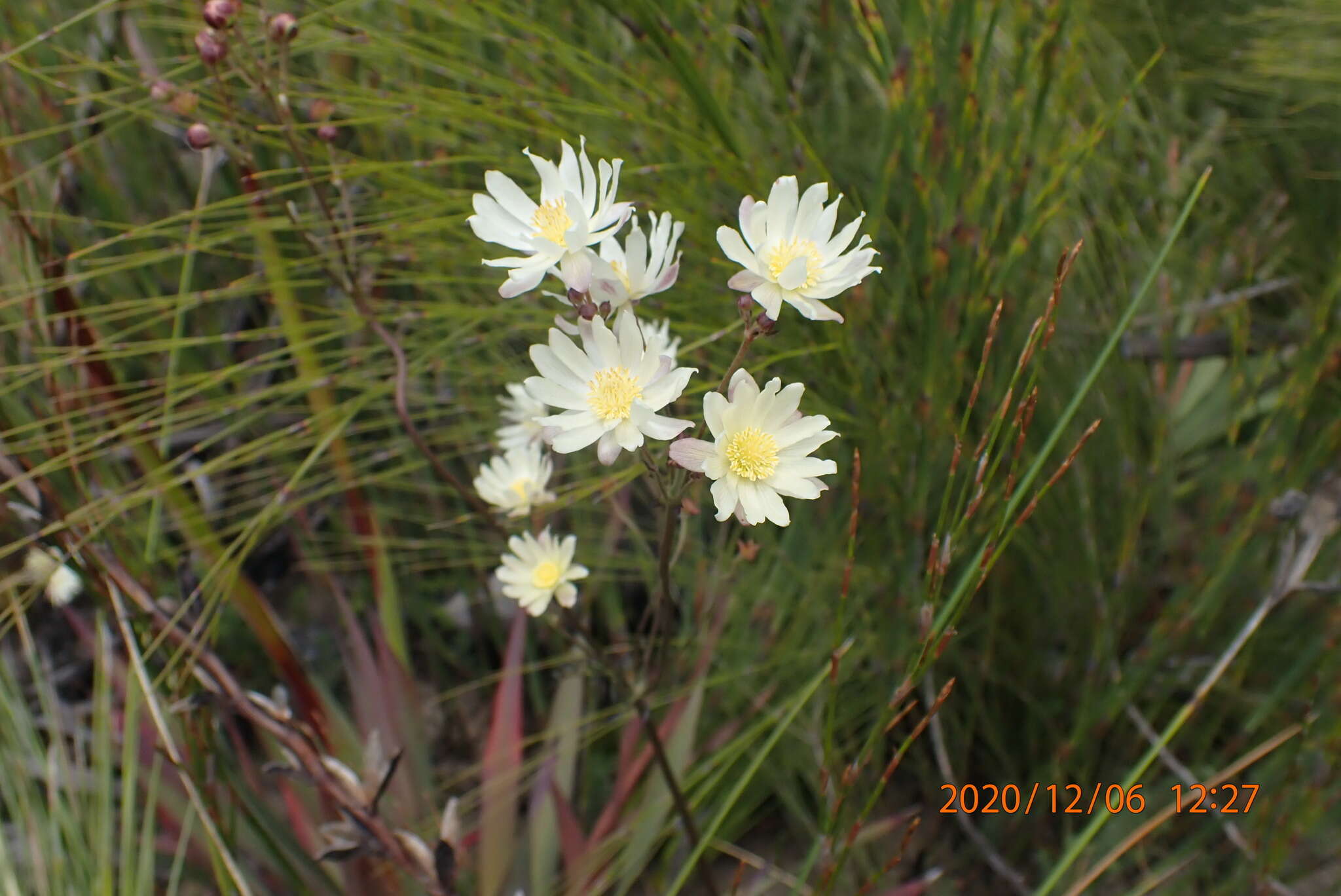 Image of Knowltonia filia (L. fil.) Durand & Schinz