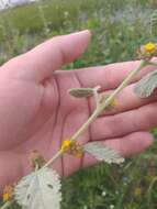 Image of Waltheria rotundifolia Schrank