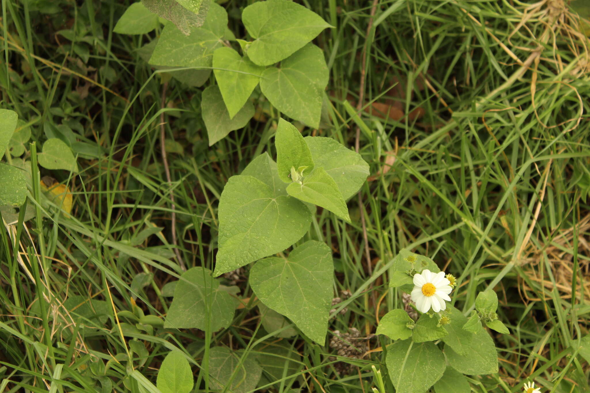 Image of Montanoa ovalifolia subsp. ovalifolia