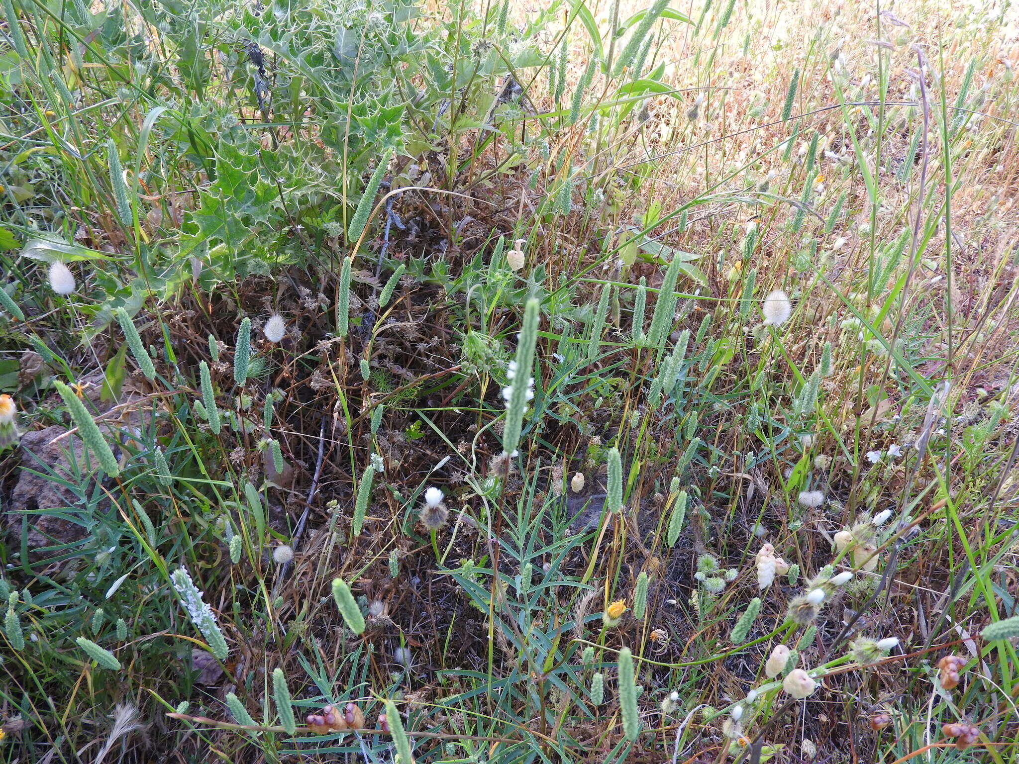 Plancia ëd Phleum subulatum (Savi) Asch. & Graebn.