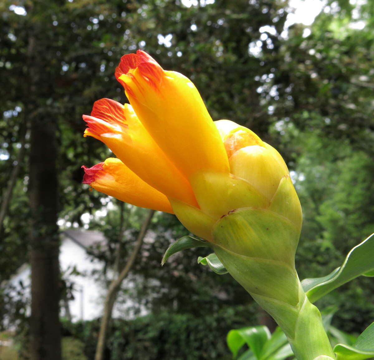 Image of Costus wilsonii Maas