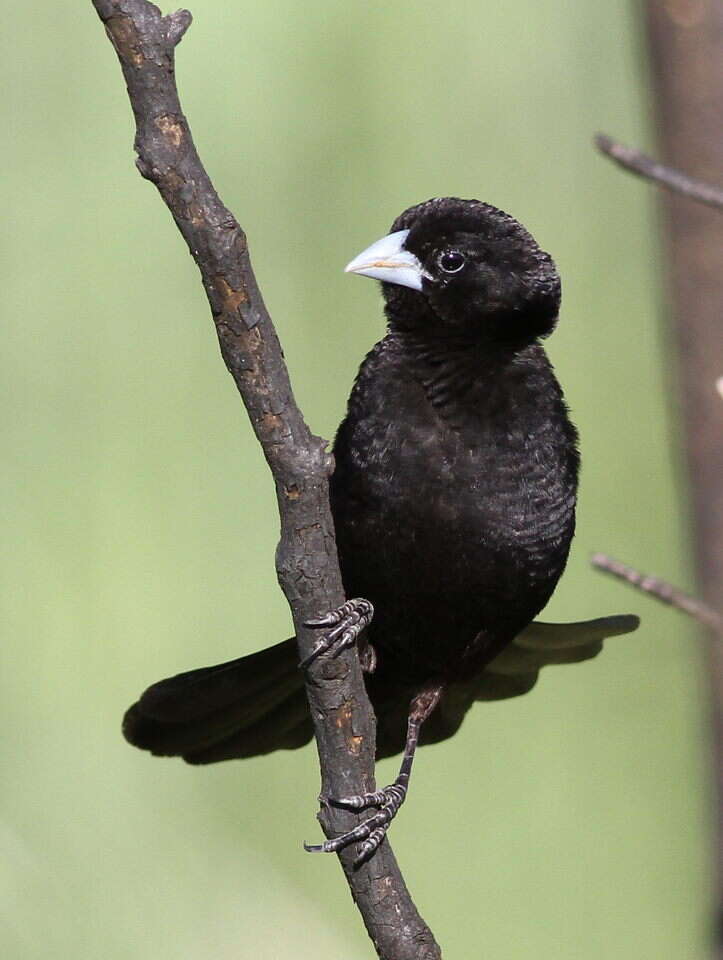 Image of White-winged Whydah