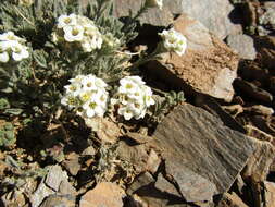 Image of alpine smelowskia