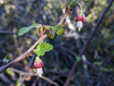 Image of Santa Cruz gooseberry