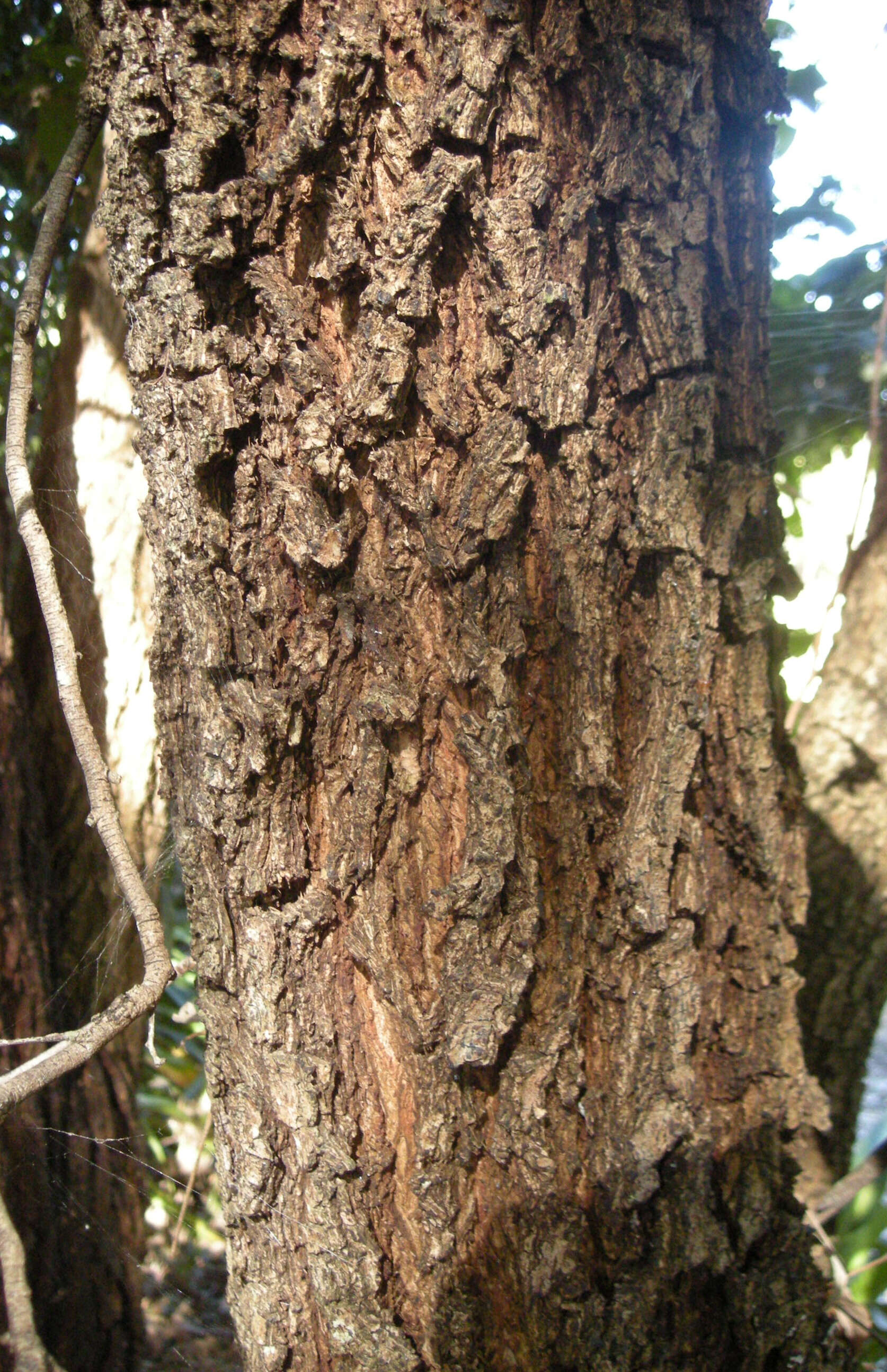 Petalostigma pubescens Domin resmi