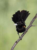 Image of White-winged Whydah