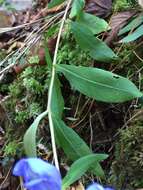 Imagem de Gentiana saponaria L.