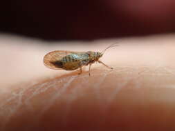 Image of Psyllid