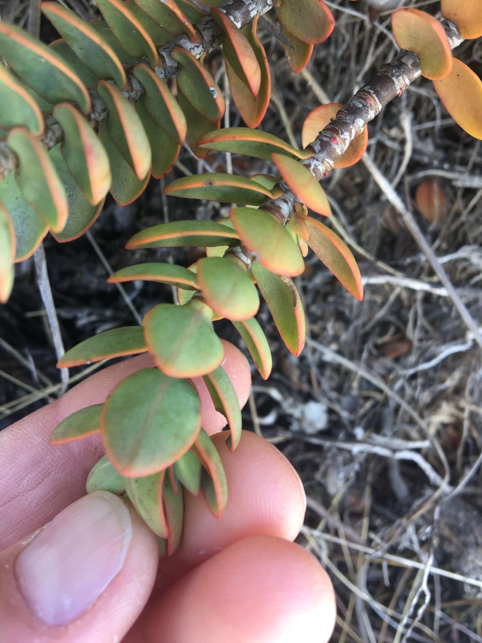 Image of Veronica pinguifolia Hook. fil.