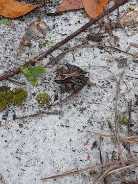 Image of Southern Cricket Frog