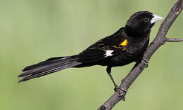 Image of White-winged Whydah