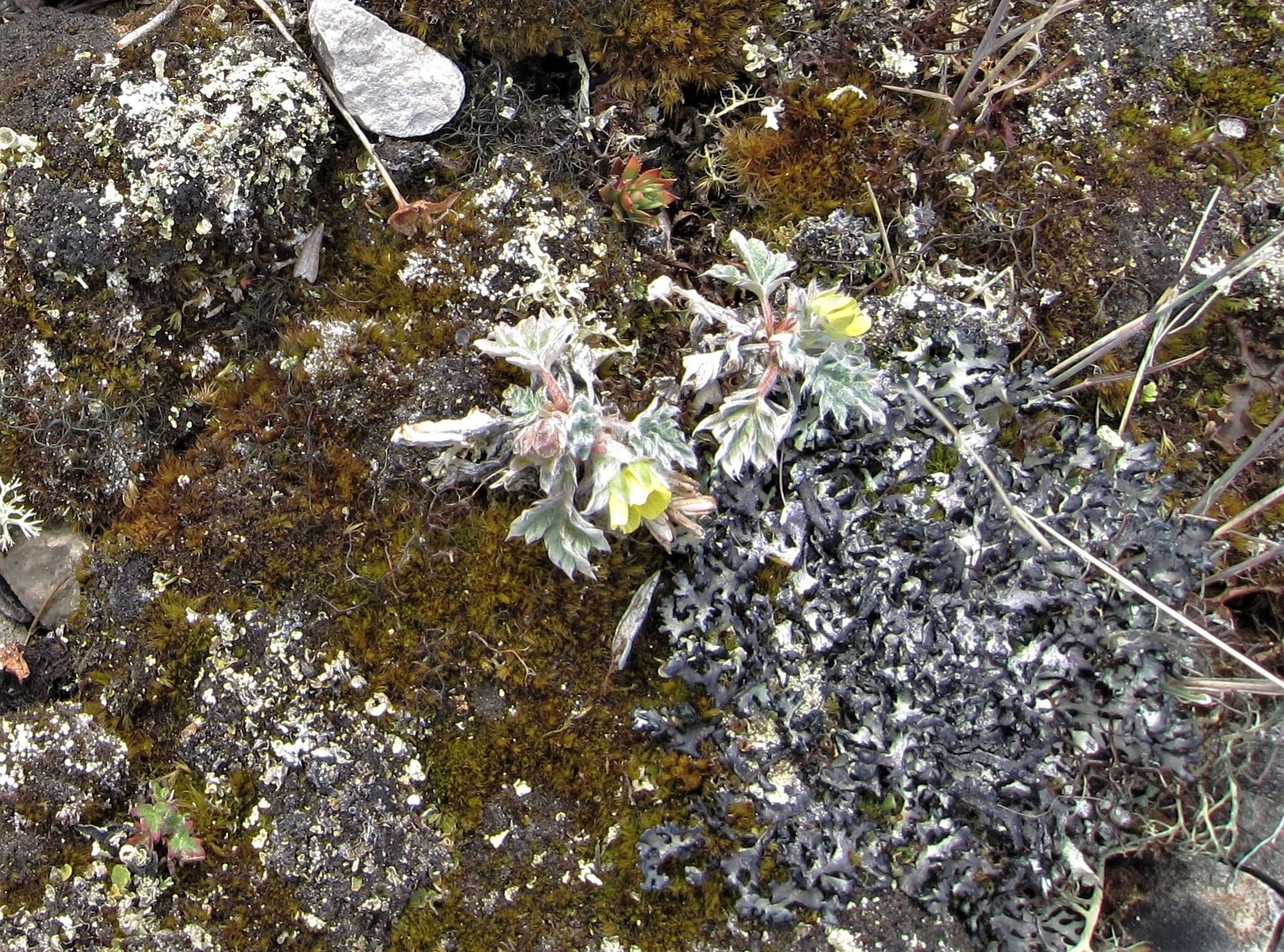 Image of pretty cinquefoil