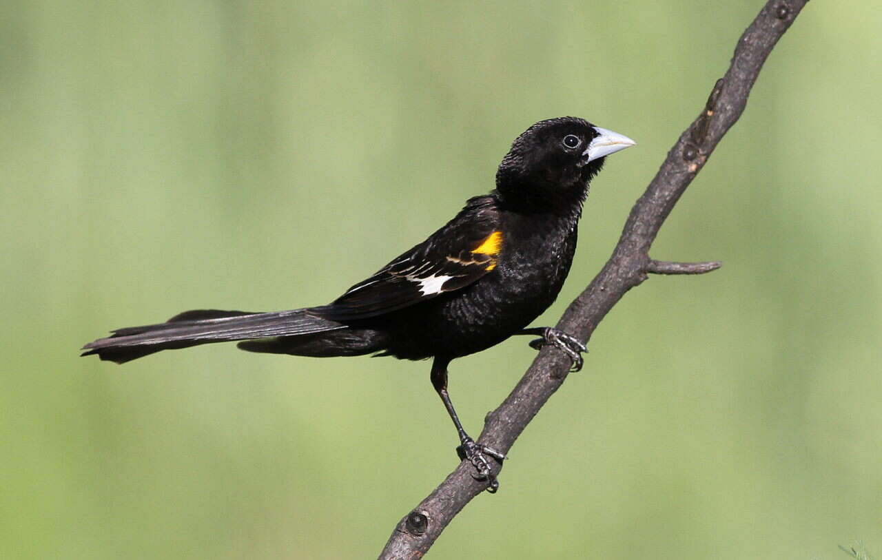 Image of White-winged Whydah