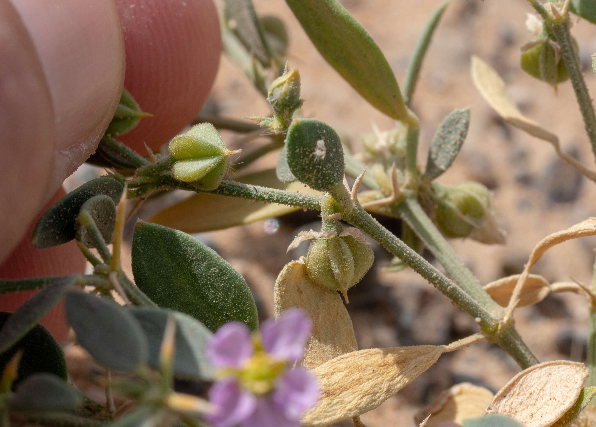 Image de Fagonia ovalifolia Hadidi