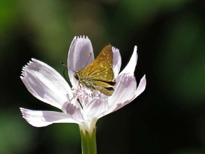 Image of Dotted Skipper