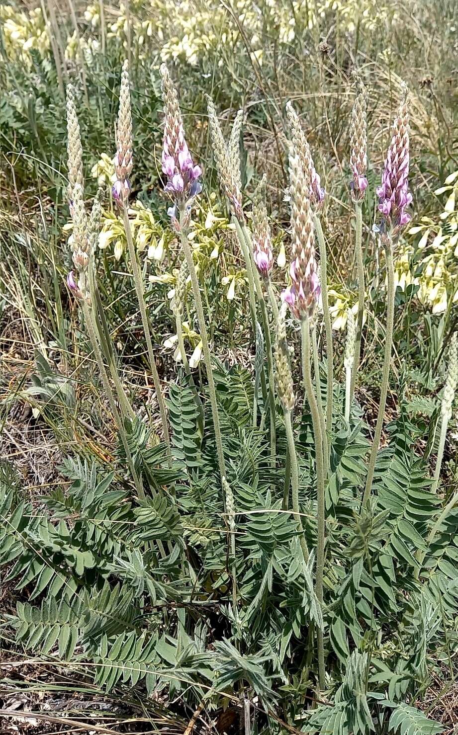 Image de Oxytropis spicata (Pall.) O. Fedtsch. & B. Fedtsch.