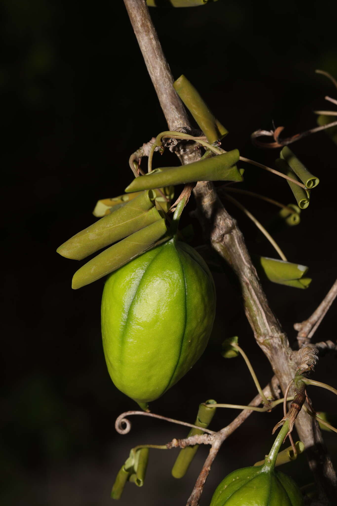 Image of Adenia olaboensis Clav.