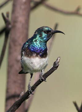 Image of White-bellied Sunbird