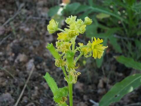 Image of Reseda crystallina Webb & Berth.