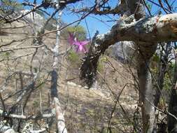 Image of Barkeria naevosa (Lindl.) Schltr.