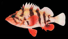 Image of Tiger rockfish