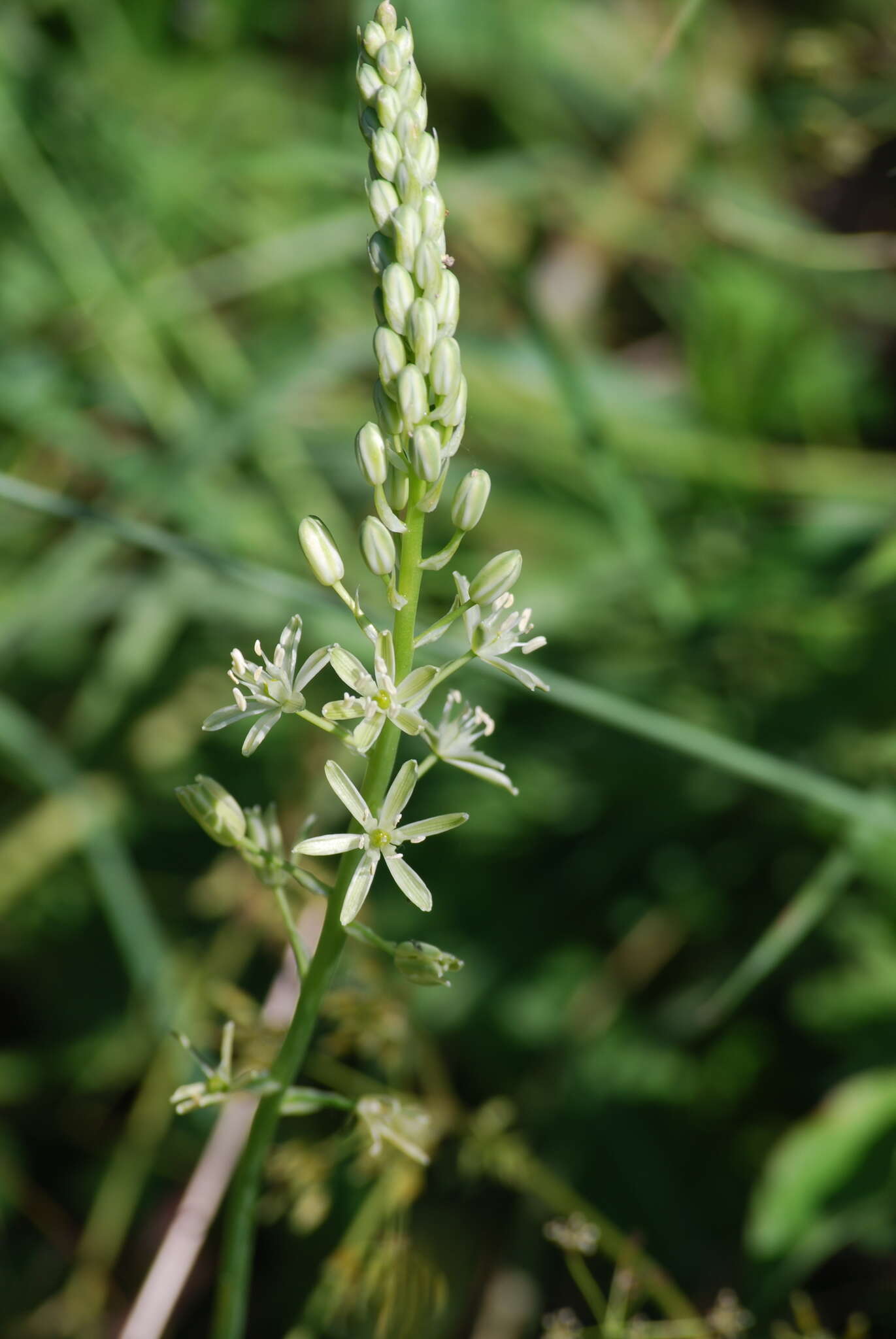 Слика од Ornithogalum pyrenaicum L.