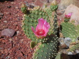 Image of beavertail pricklypear