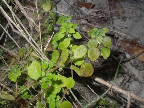 Image of California pellitory