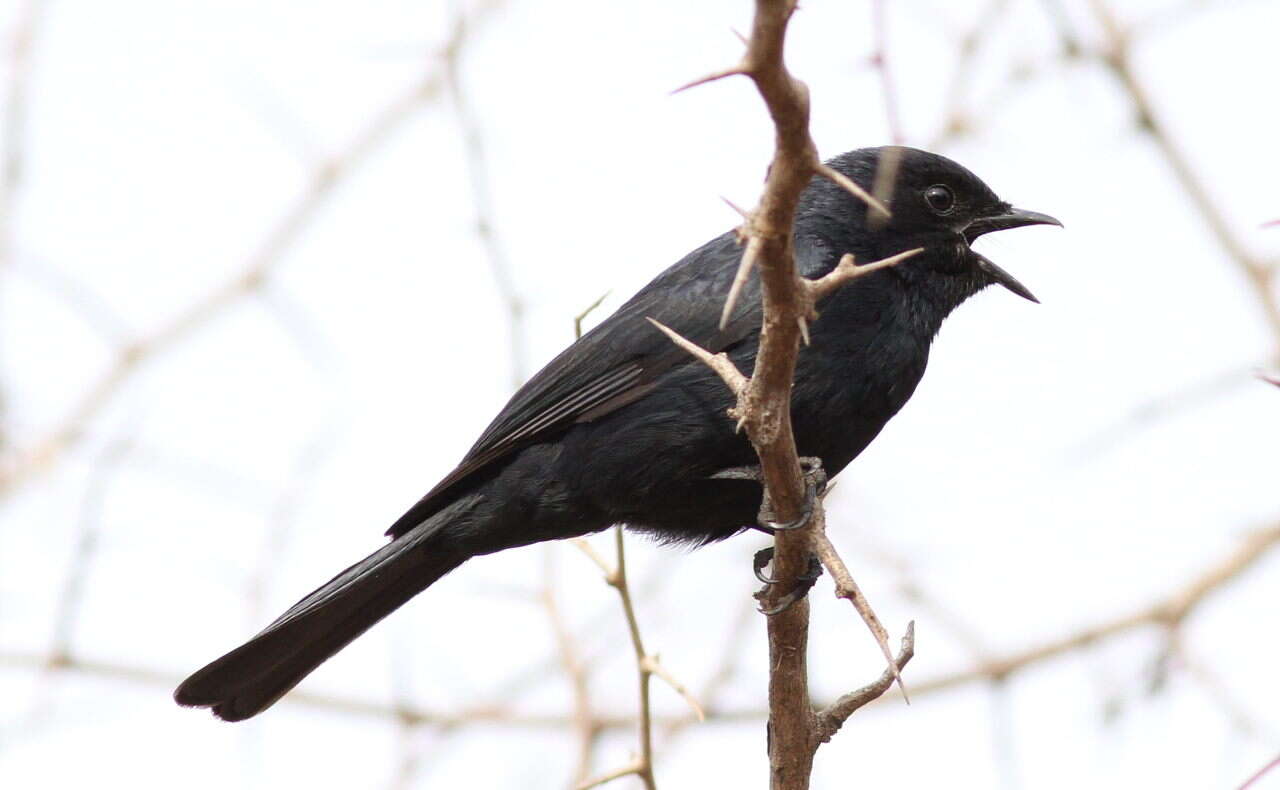 Image of Southern Black Flycatcher