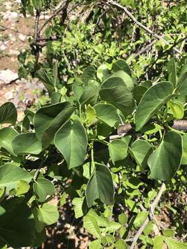 Image of Tinospora fragosa subsp. fragosa