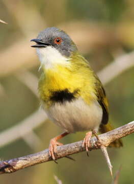 Image of Yellow-breasted Apalis