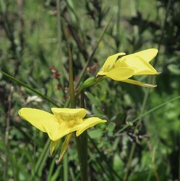 Image of Highland golden moths