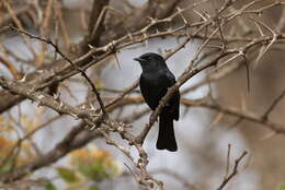 Image of Southern Black Flycatcher