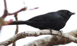 Image of Southern Black Flycatcher