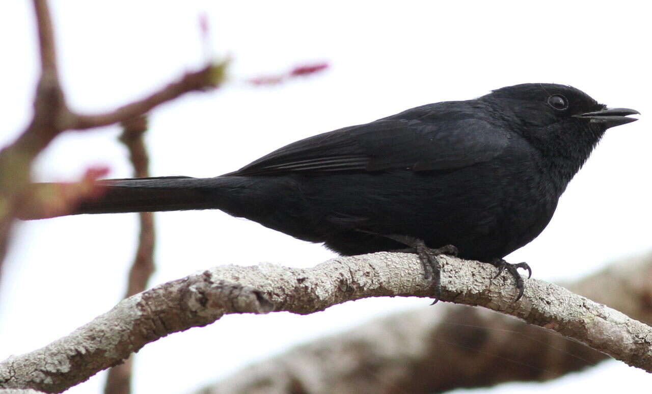 Melaenornis pammelaina (Stanley 1814) resmi