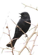 Image of Southern Black Flycatcher