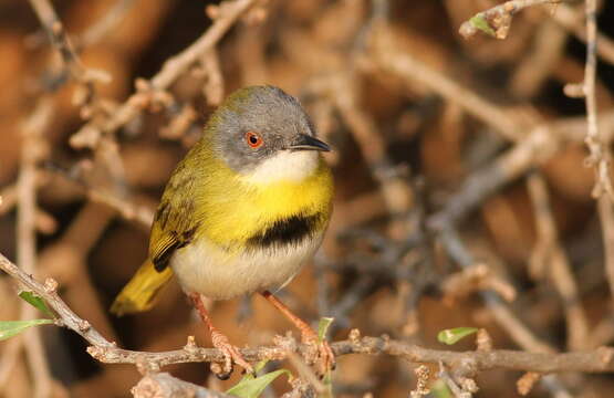 Image of Yellow-breasted Apalis