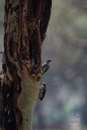 Image of Nubian Woodpecker