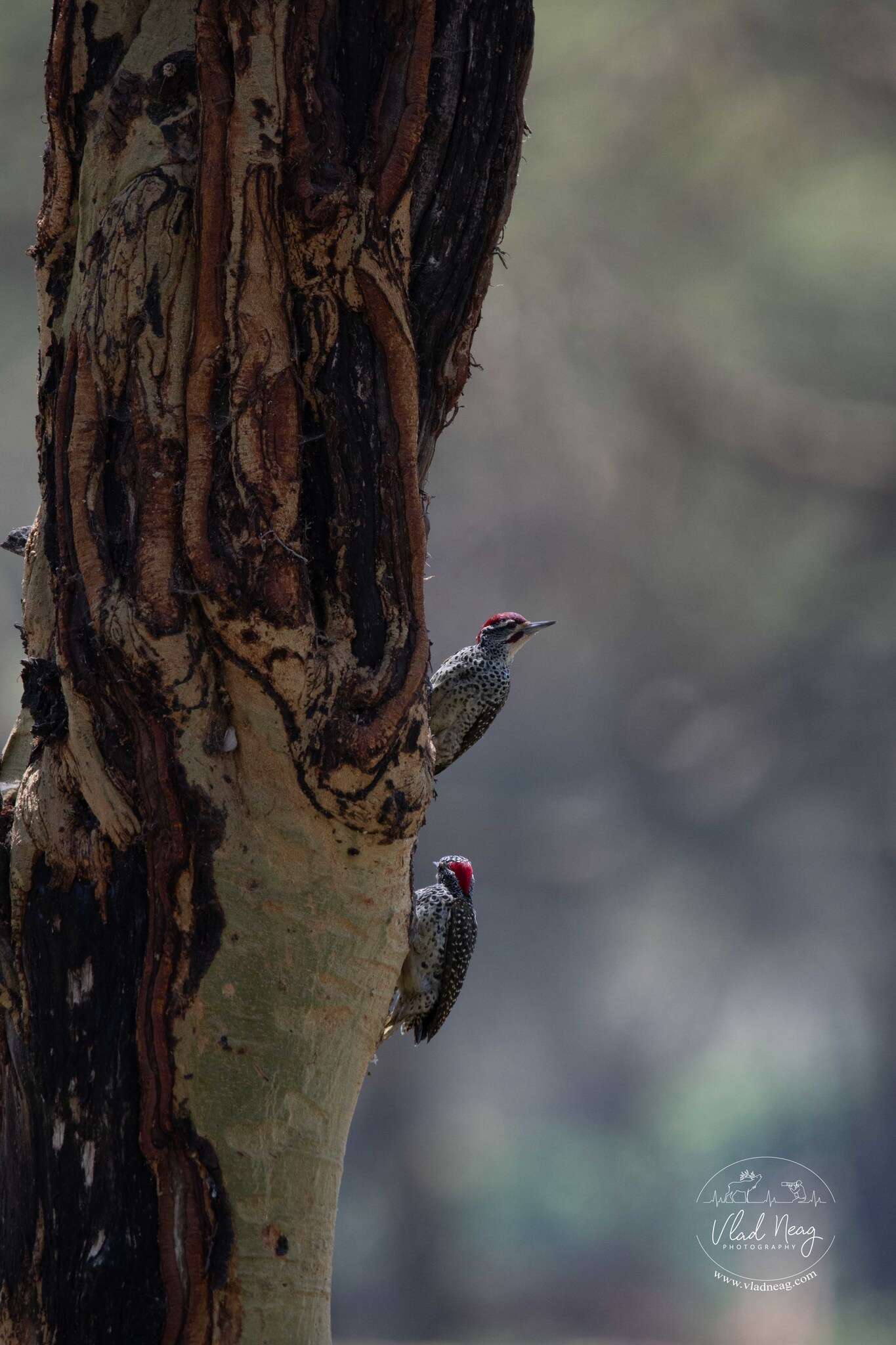 Image of Nubian Woodpecker