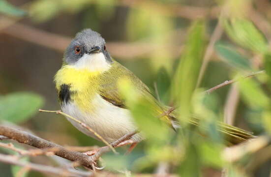 Image of Yellow-breasted Apalis