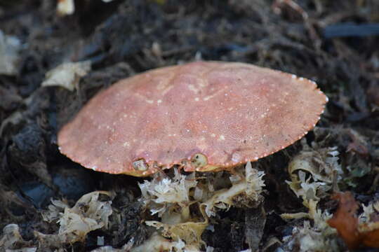 Image of Jonah crab