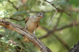 Image of Lesser Honeyguide