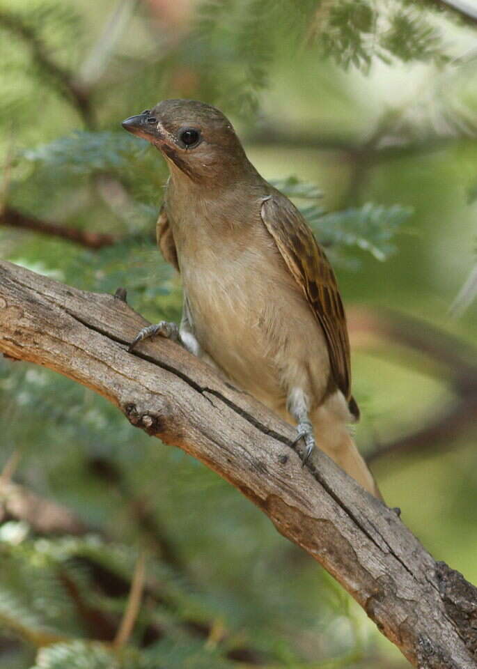 Image of Lesser Honeyguide