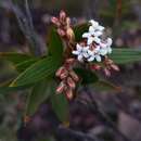 Plancia ëd Leucopogon neurophyllus F. Muell.