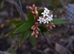 Image of Leucopogon neurophyllus F. Muell.